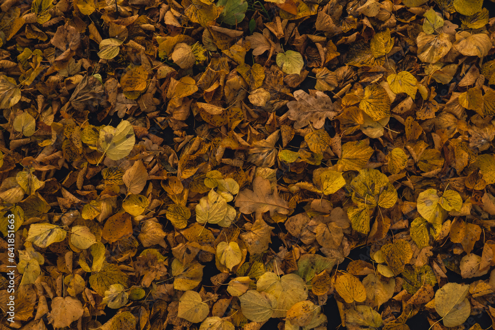 Colorful falling autumn leaves pattern background. View through the autumn foliage in park forest. Golden tree leaves. Beautiful tree with yellow leaves in autumn forest. Path littered with autumn Colorful falling autumn leaves pattern background. View through the autumn foliage in park forest. Golden tree leaves. Beautiful tree with yellow leaves in autumn forest. Path littered with autumn
