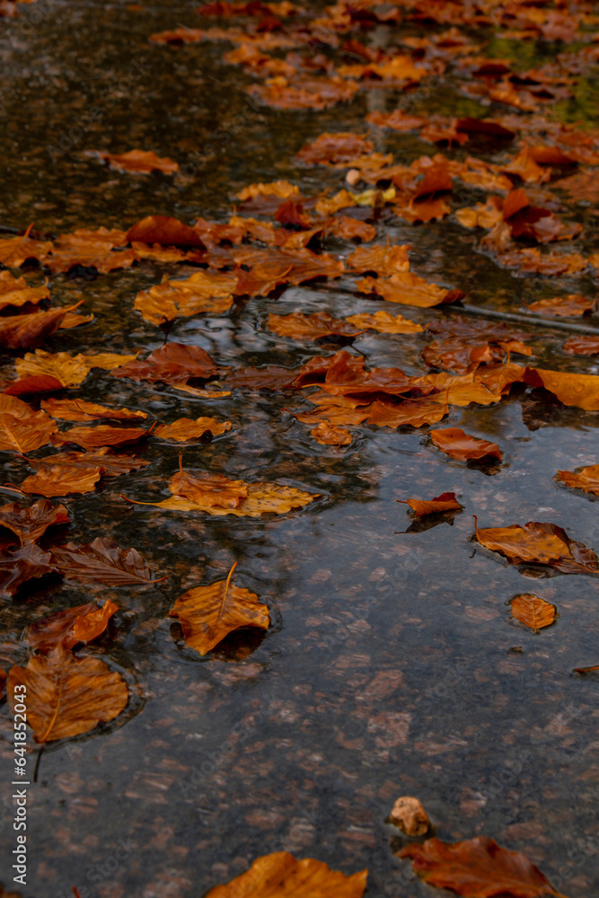 Fall raindrops falling into puddle with autumnal leaves. Hello Fall ...