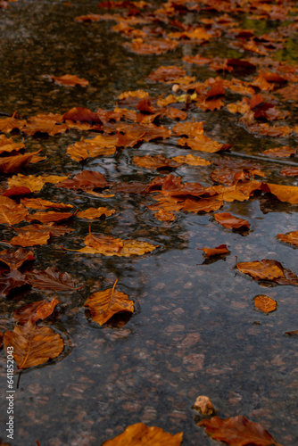 Fall raindrops falling into puddle with autumnal leaves. Hello Fall Autumn leaves float on the surface of the water. Fallen orange leaf is sailing on dark puddle. Hygge atmosphere Falling rain drops