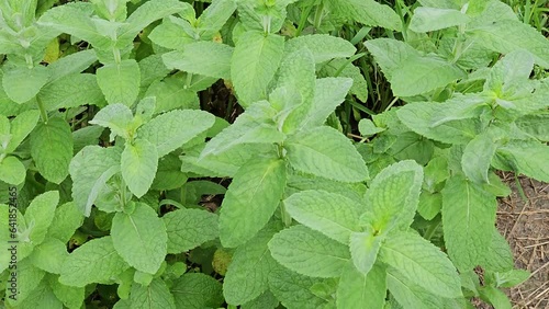 Mint close-up in the garden. Apple mint, or Mentha suaveolens, or downy mint are herbal plants that are rich in health benefits.
 photo