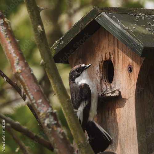 bird house on a tree with pied flycatcher