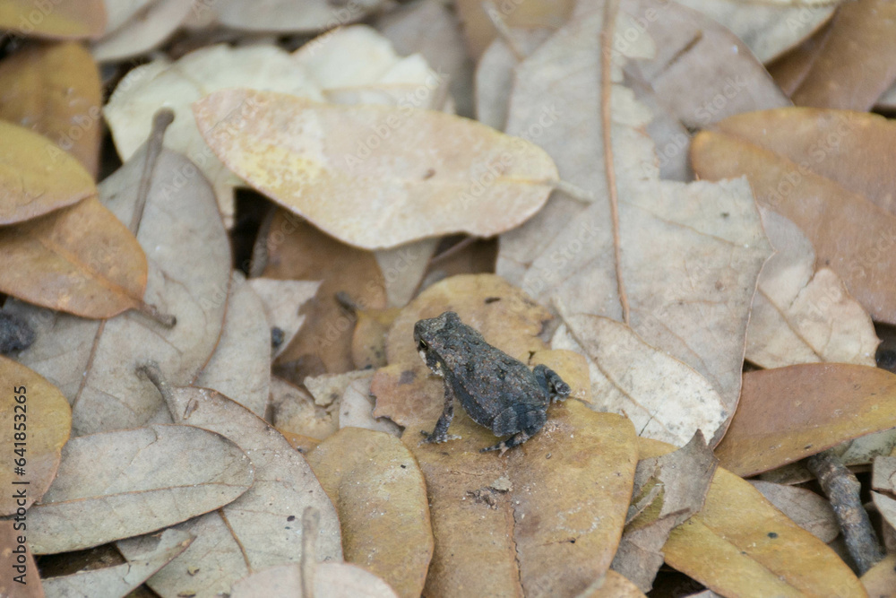 small frog on brown fallen leaves small frog on brown fallen leaves