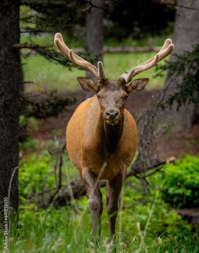 Young Bull Elk in Velvet © Dana