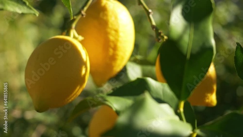 lemon tree with ripe lemons in a citrus grove near Syracuse, Sicily. fruit orchards, lemon grove. boxes full of just picked lemons. 