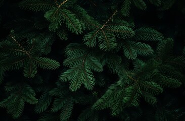 Beautiful Christmas Background with green fir tree brunch close up. Copy space, trendy moody dark toned design for seasonal quotes. Vintage December wallpaper. Natural winter holiday forest backdrop