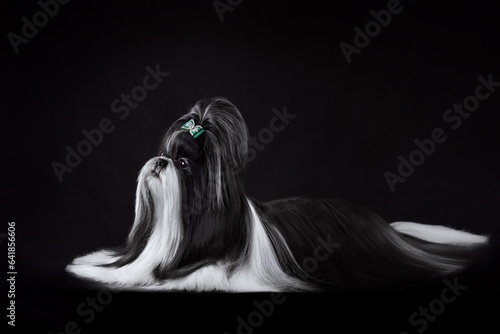 Black and white Shih Tzu dog photo