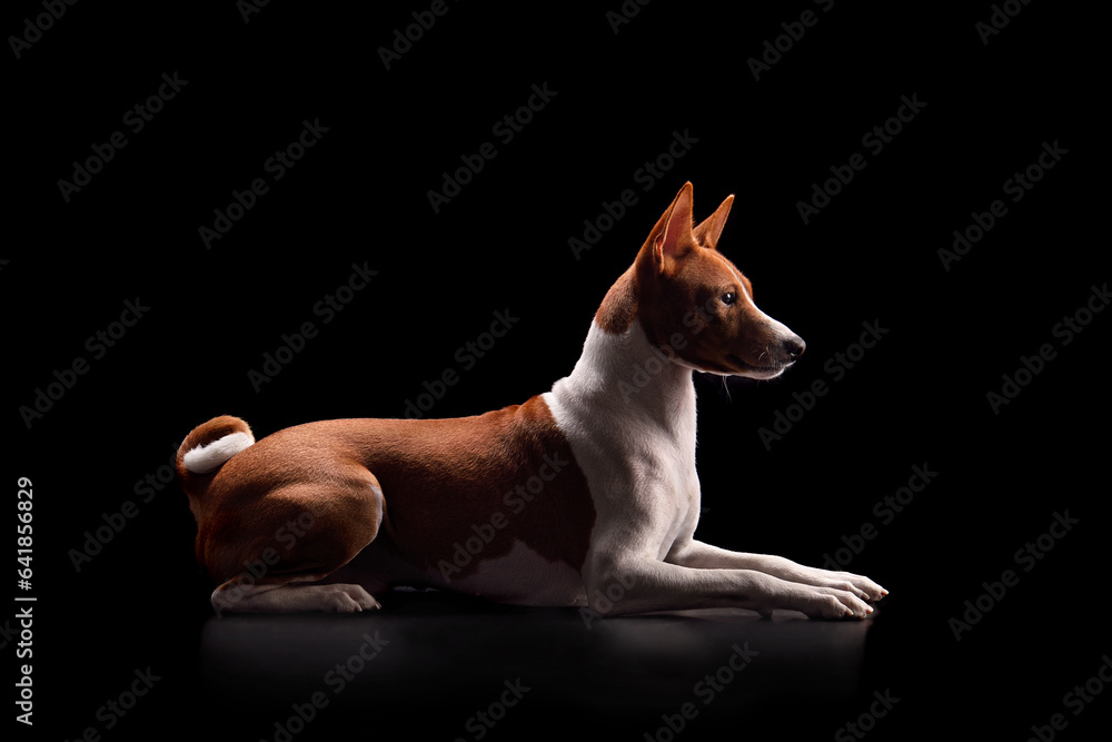 Basenji or Congo Terrier dog