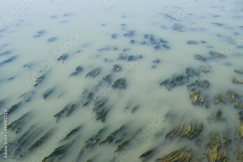 Seaweed floating in the river photo