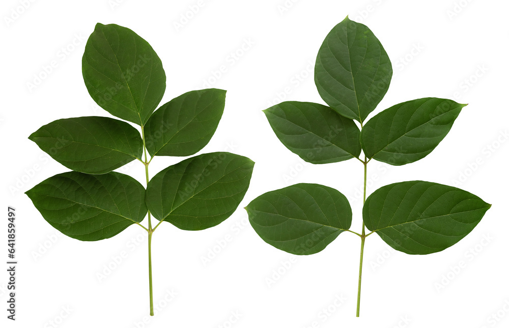 Oroxylum indicum or Broken bones tree branch green leaves on transparent background. Oroxylum indicum or Broken bones tree branch green leaves on transparent background.