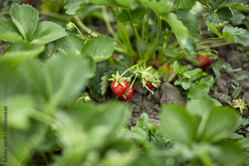 Strawberry bush with red and green berries. Strawberry bush with red and green berries.