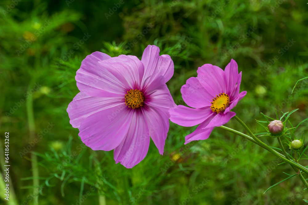 Pink Cosmos Flowers Blooming In September In Wisconsin Pink Cosmos Flowers Blooming In September In Wisconsin