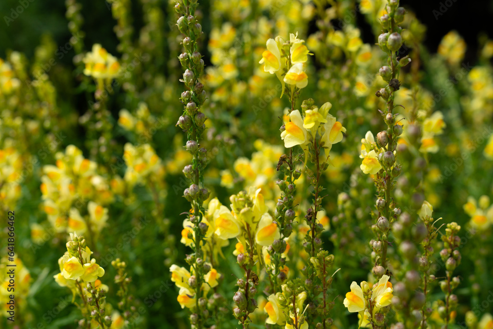 Obraz premium Linaria vulgaris, the common toadflax, yellow toadflax or butter-and-eggs, is a species of flowering plant in the family Plantaginaceae, native to Europe, Siberia and Central Asia.
