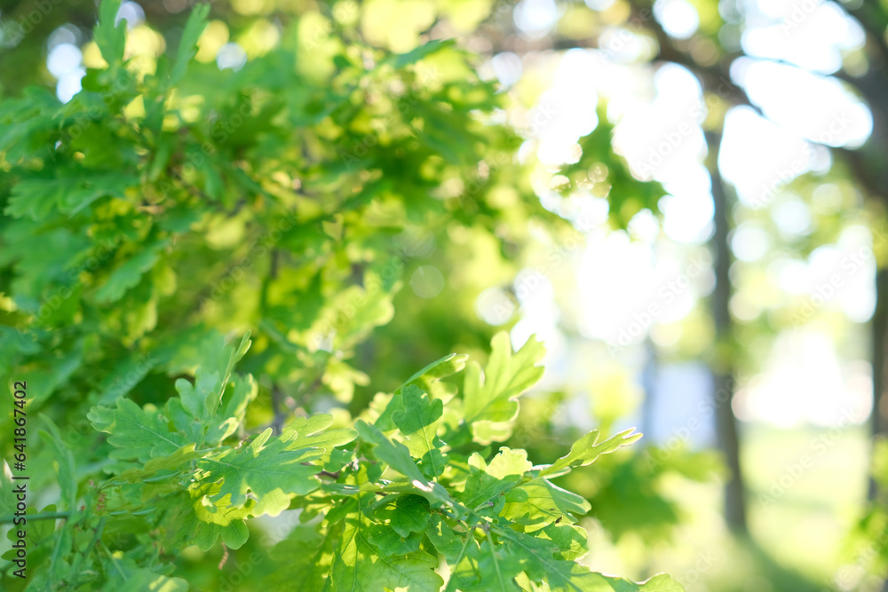 Beautiful natural background, close-up of tree branches against the background Beautiful natural background, close-up of tree branches against the background
