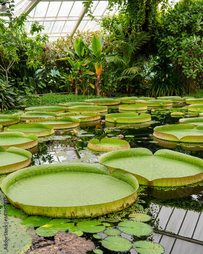 The leaves of the giant water lilies with the Latin names Victoria amazonica, Belgium photo