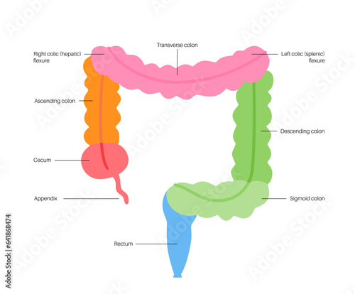 Large intestine anatomy