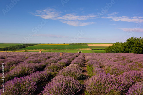 Lavender field with installations for photoshoots. Countryside landscape in the background.