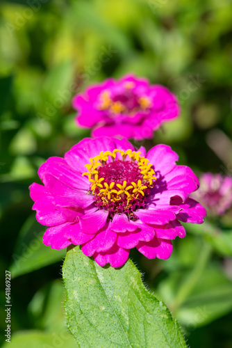 Close up of a pink common zinnia (zinnia elegans) flower