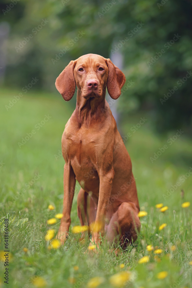 Obedient young Hungarian Vizsla dog posing outdoors sitting on a green grass with yellow flowers in summer