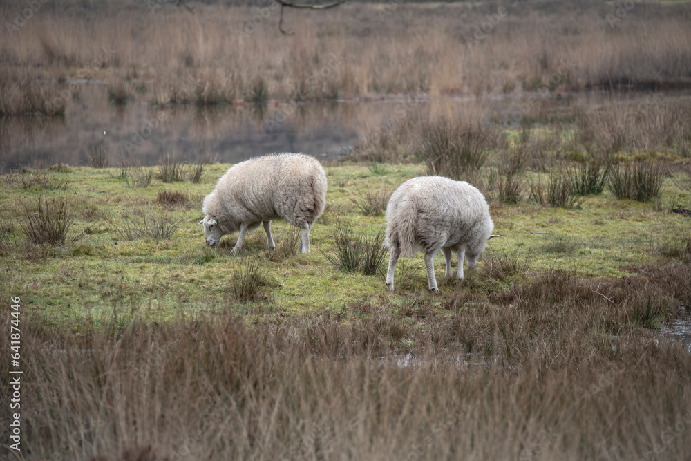 Fototapeta premium Two thick-skinned sheep in a wintry field. Farm concept.