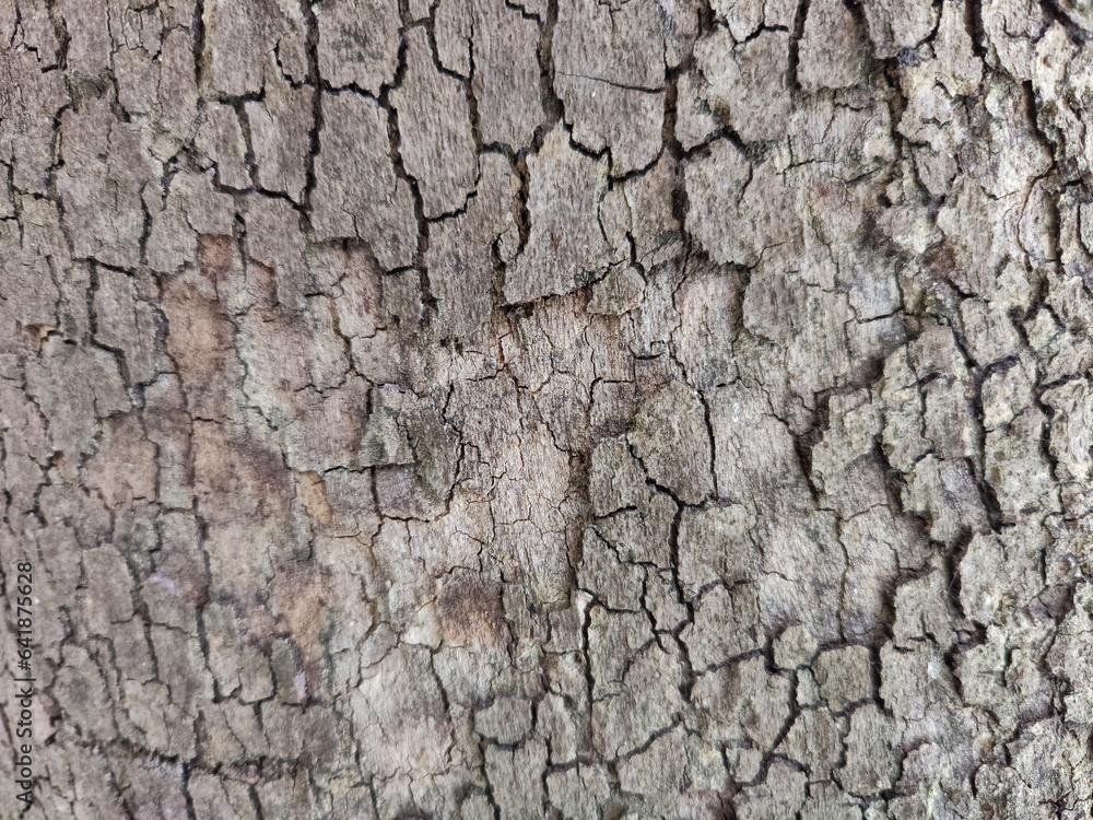 textured tree trunk close up, copy space, background, selective focus textured tree trunk close up, copy space, background, selective focus