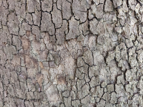textured tree trunk close up, copy space, background, selective focus