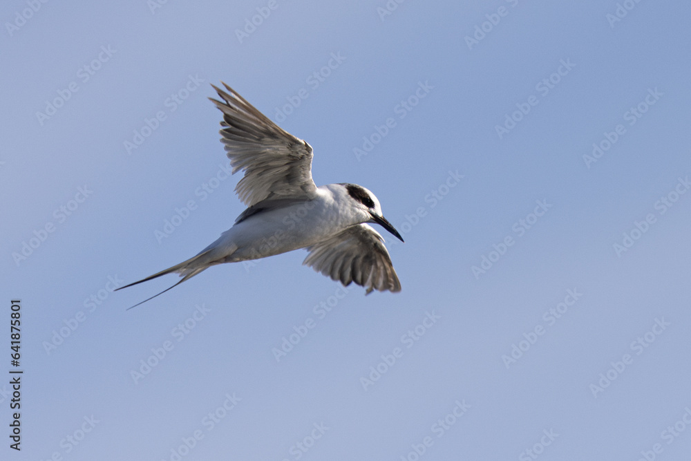 Gull-billed Tern flying, seen in a North California marsh