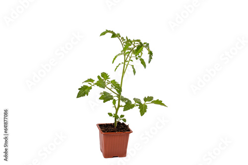young tomato seedlings in pots isolated on white