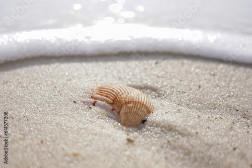 Shell on the beach © Ron