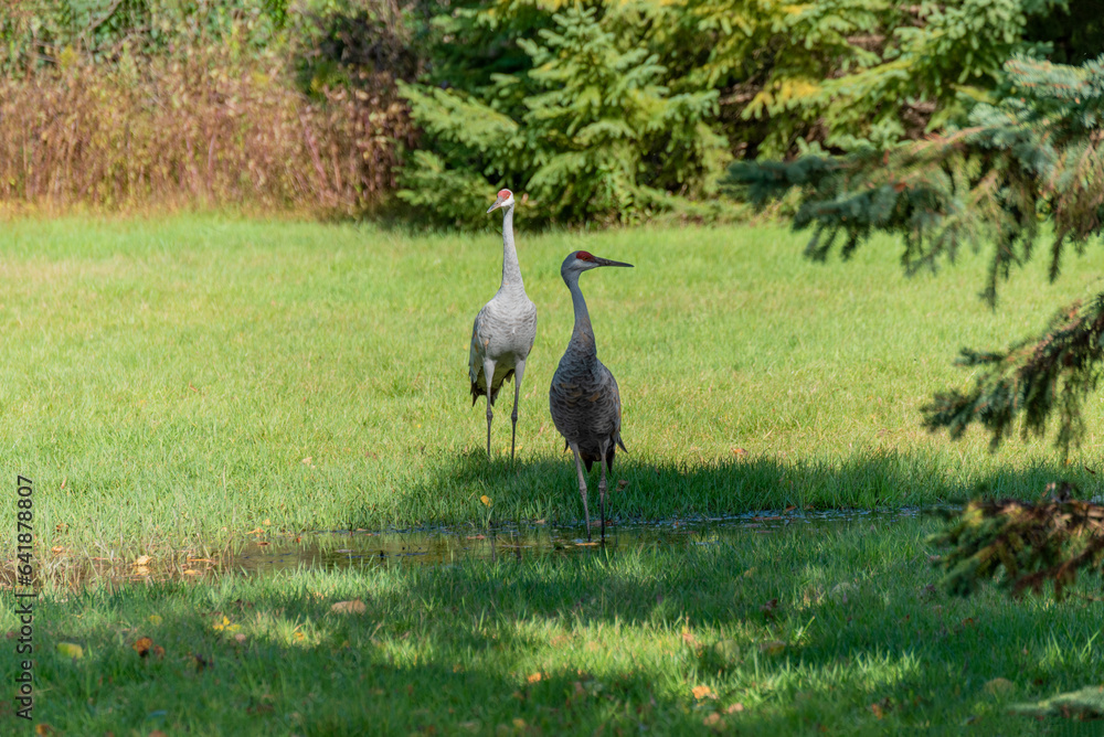 Fototapeta premium Two Sandhill Cranes In An Urban Field In October In Wisconsin