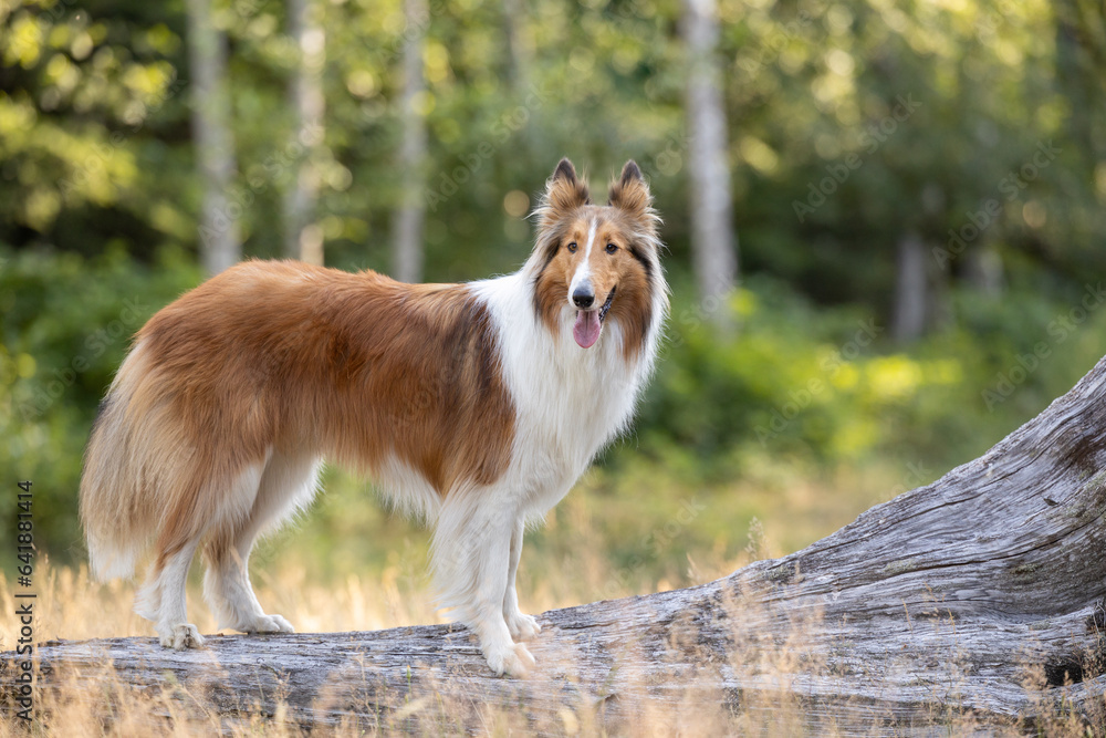 Beautiful collie dog standing on log in the forest