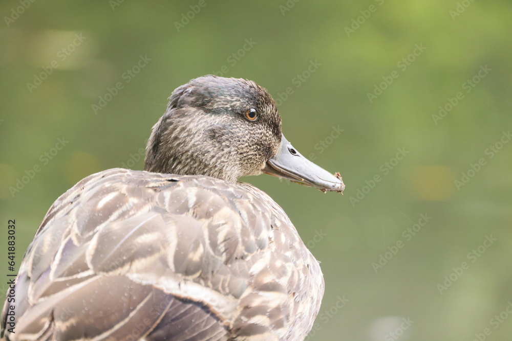 Close up view of the back and head of a wild duck on a blurry green background Close up view of the back and head of a wild duck on a blurry green background