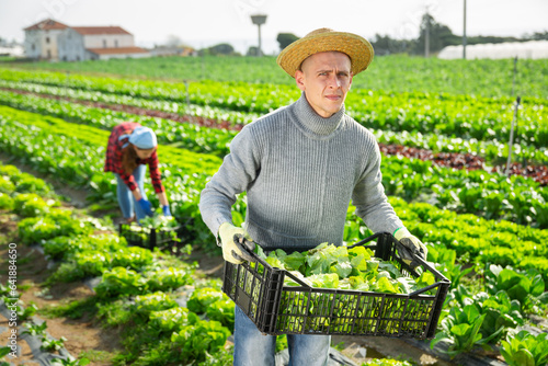 Positive farmer carries plastic box with harvest of salad