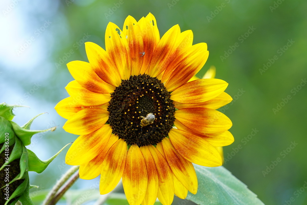 Fototapeta premium Bumblebee feeds and pollinates Sunflower during the summer. 
