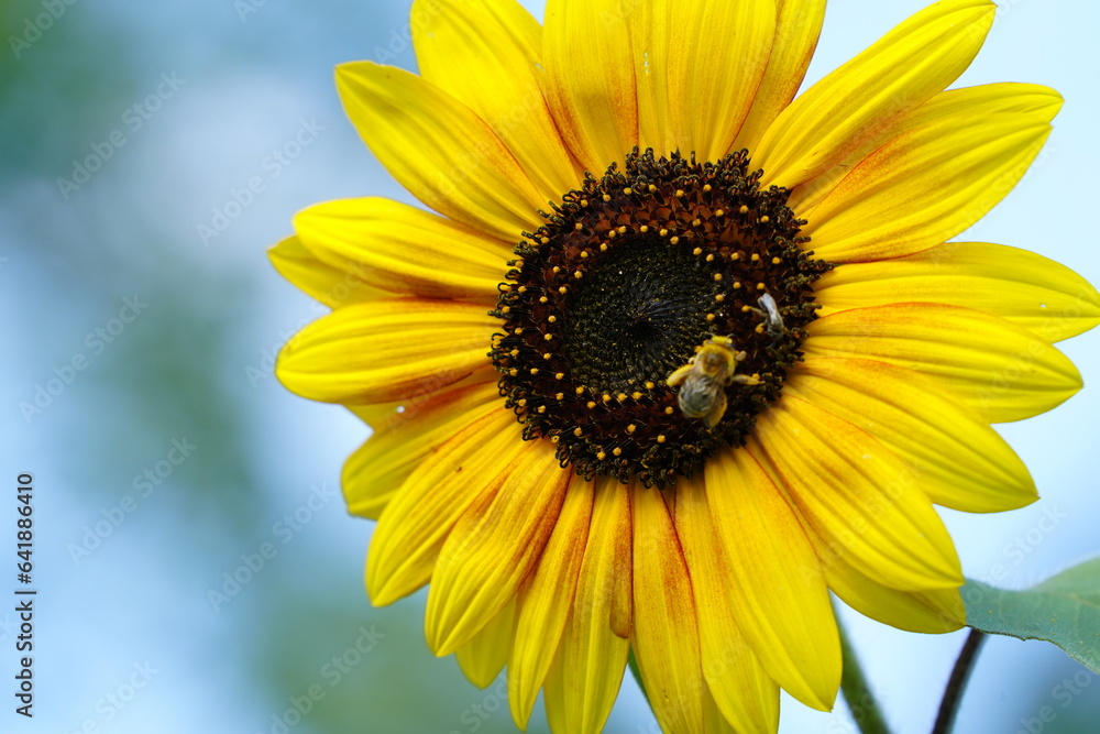 Obraz premium Bumblebee feeds and pollinates Sunflower during the summer. 