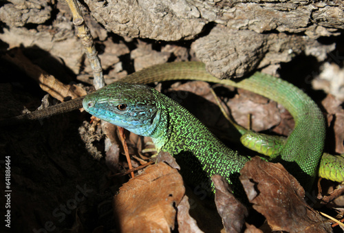 lizard on a tree