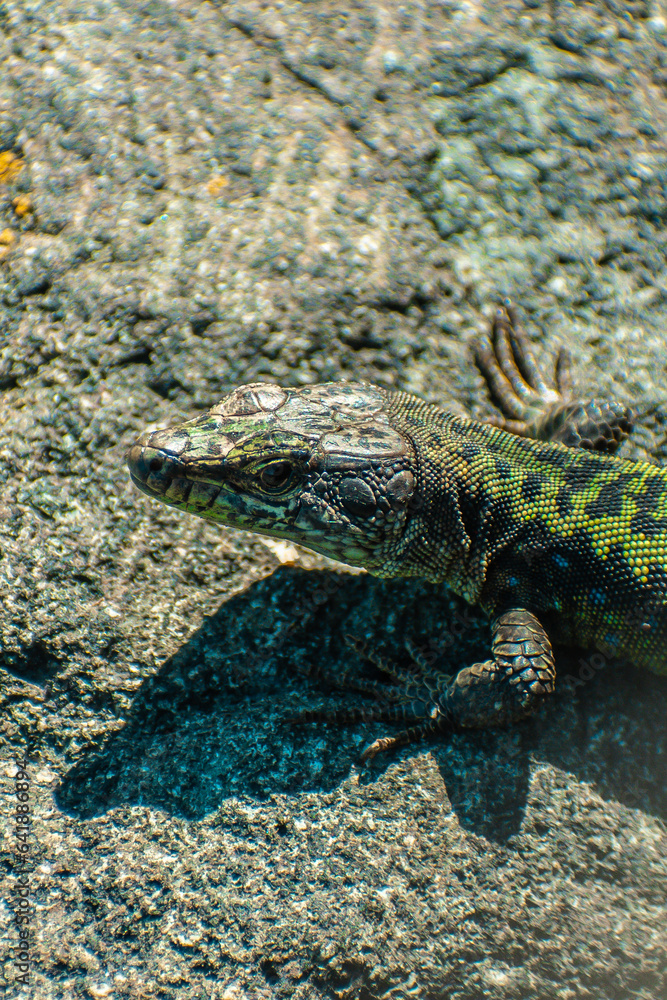 Obraz premium Small lizard