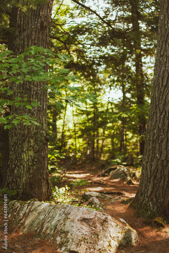 wooden path wooden path