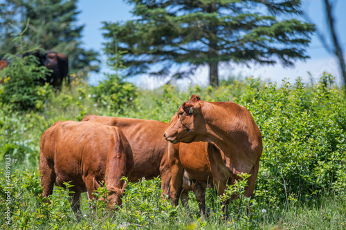 Red angus cow standing in summer pasture