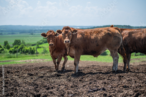 Wallpaper Mural Young red angus limousin cow in summer pasture Torontodigital.ca