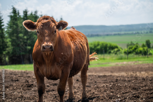 Wallpaper Mural Young red angus limousin cow in summer pasture Torontodigital.ca
