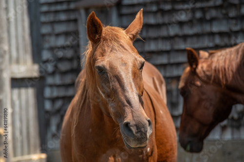Chestnut quarter horse outside on barn wood background © Beatrice