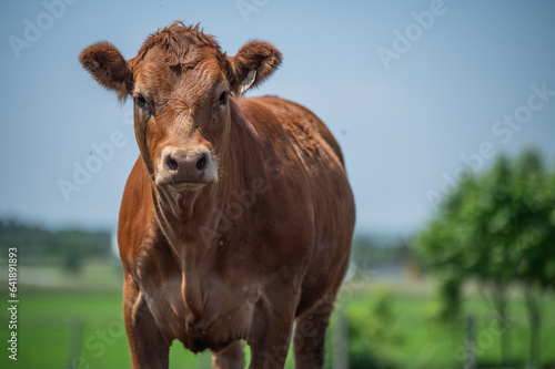 Young red angus limousin cow in summer pasture