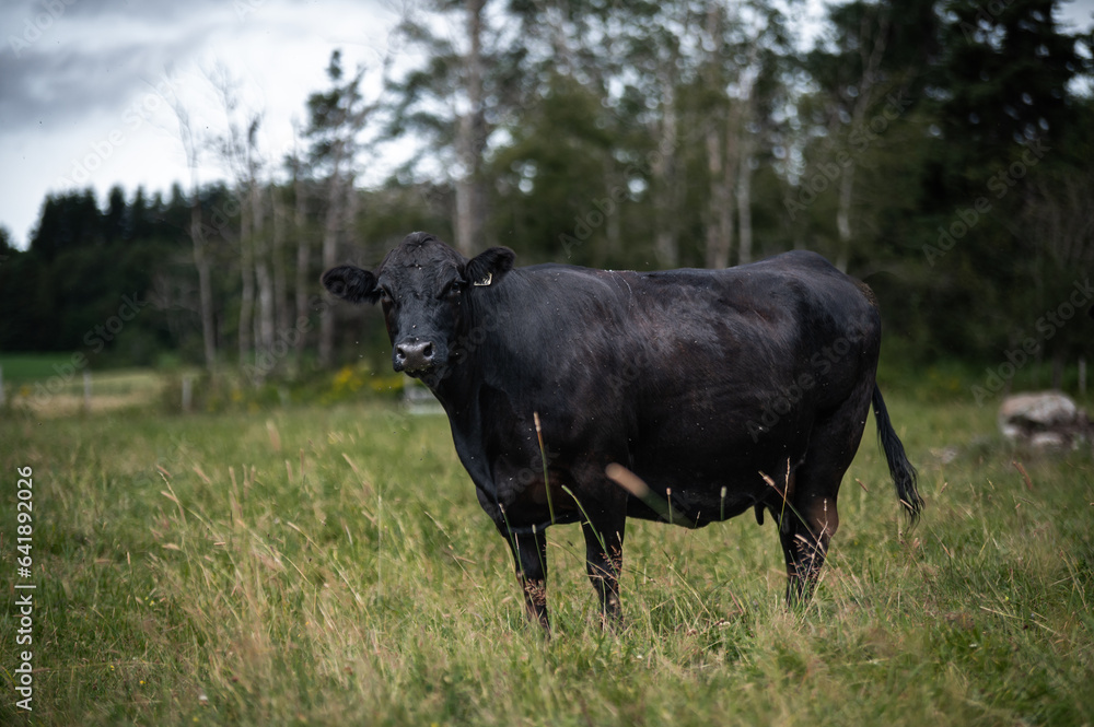 Black angus cow standing in a tall grass field in front of forest
