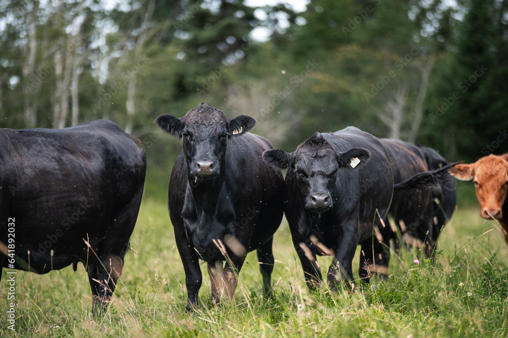 Many black angus cow standing in a tall grass field in summer in front of a forest Many black angus cow standing in a tall grass field in summer in front of a forest