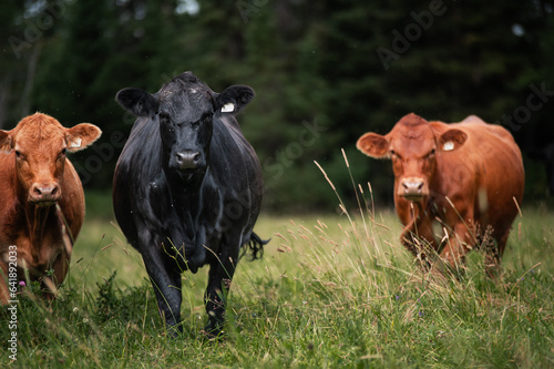 Foto Beautiful black and red angus cow standing in a tall grass in front of a forest
