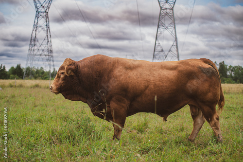 Wallpaper Mural Close up on a Red Limousin bull cow in a summer pasture in Quebec Canada Torontodigital.ca