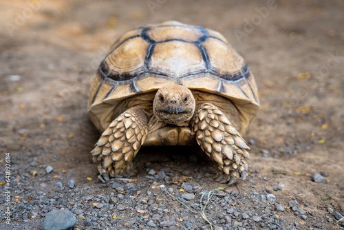 Close up African Sulcata Tortoise