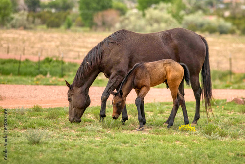 Ranch Horses in Colorado's Western front © Dana