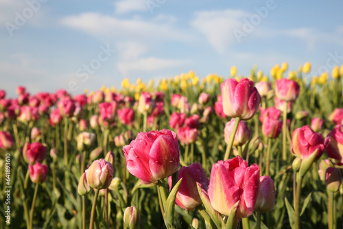 Beautiful pink tulip flowers growing in field on sunny day  closeup