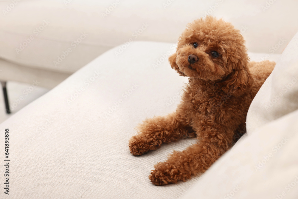 Cute Maltipoo dog resting on comfortable sofa, space for text. Lovely pet